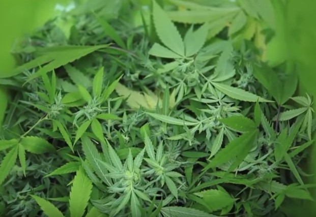 Cantidad de plantas de marihuana en interior